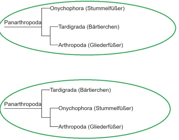 Monophylum2