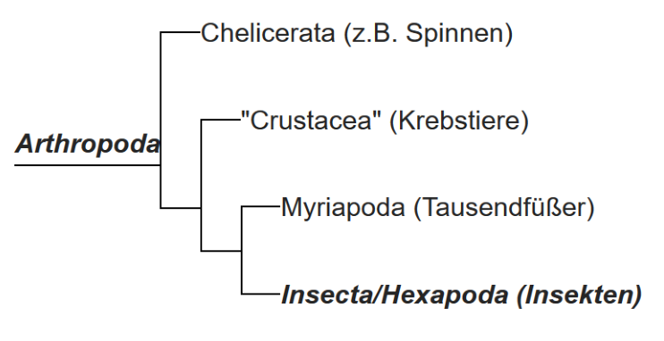 Tracheentiere