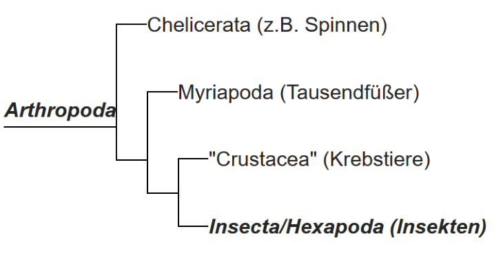 Tetraconata1