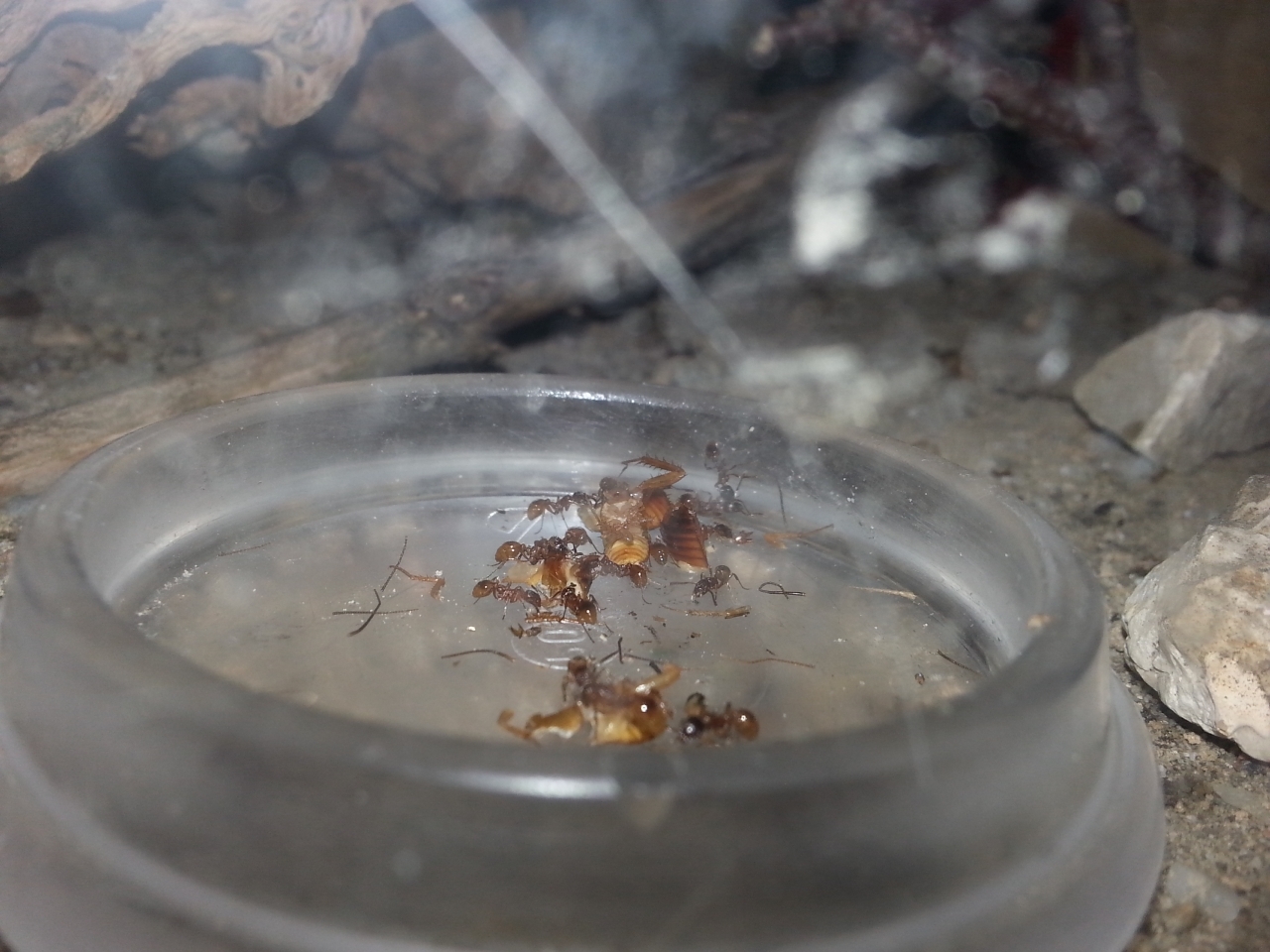 myrmica cf rubra (12)