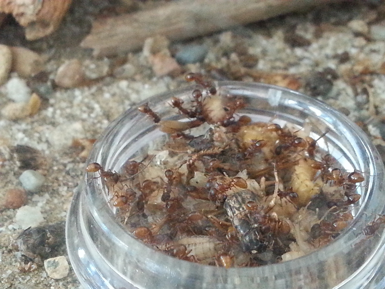 myrmica cf rubra (14)