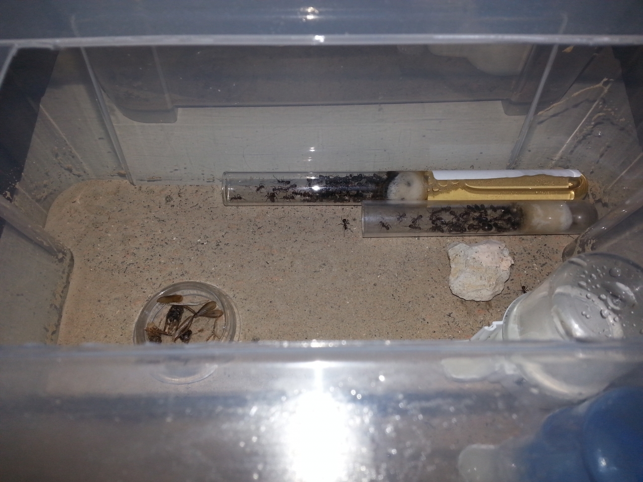 Camponotus nicobarensis (3)