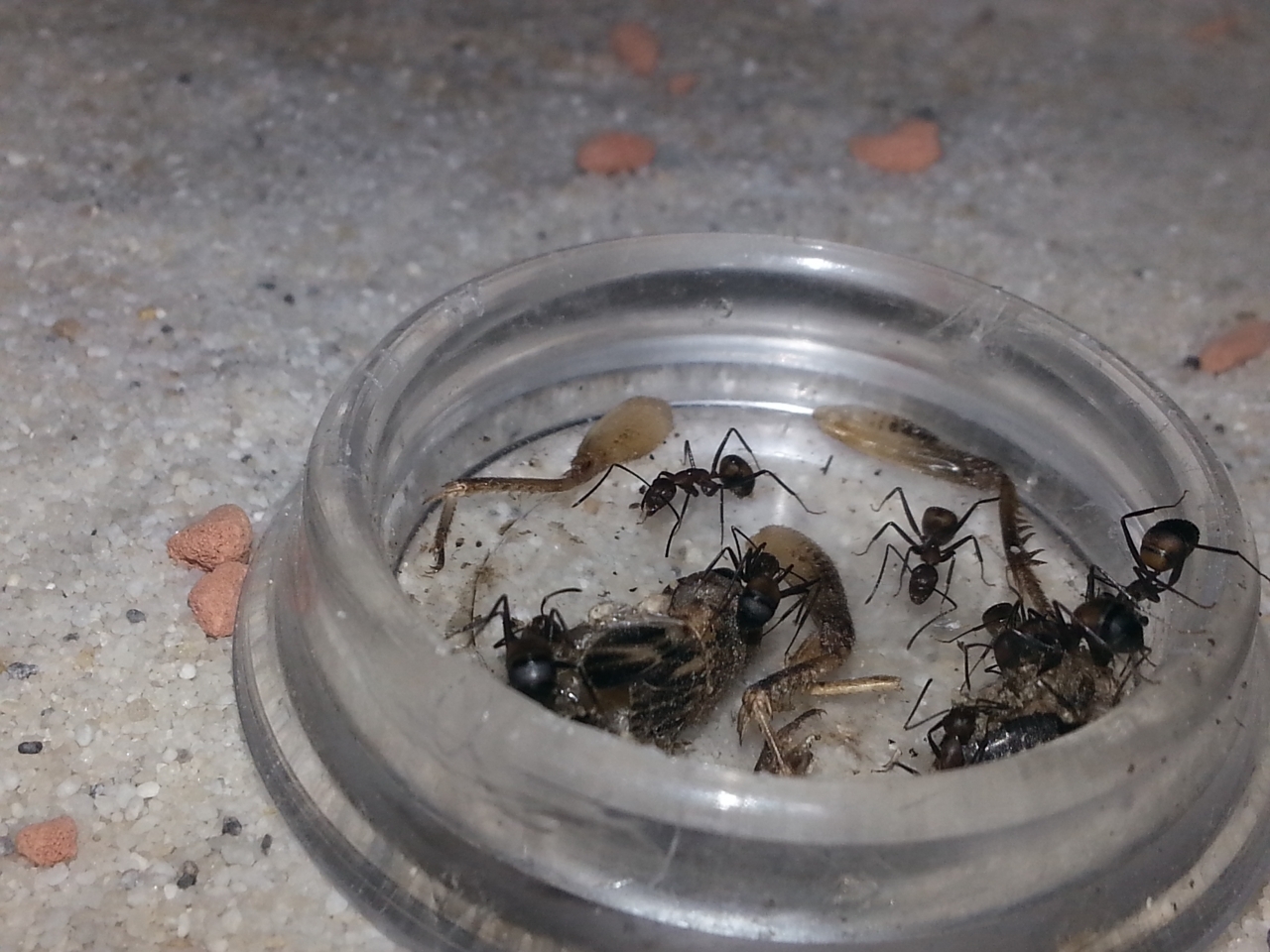 Camponotus nicobarensis (12)
