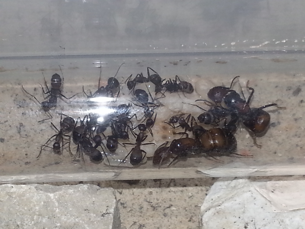 Camponotus nicobarensis (13)
