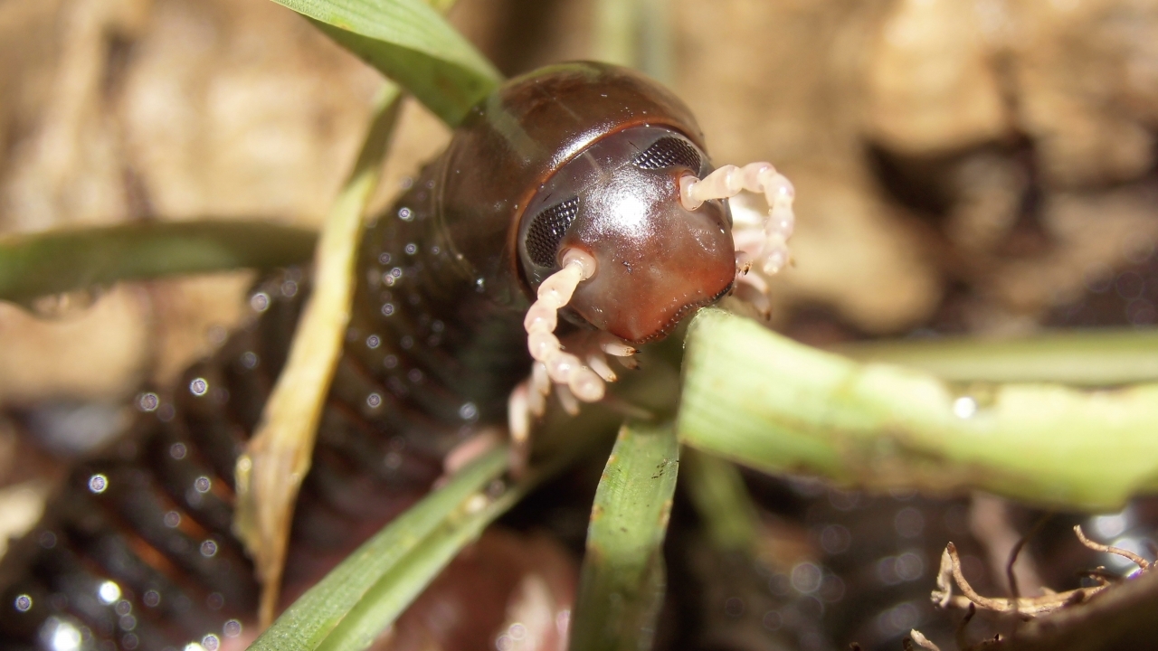 Dendrostreptus macracanthus