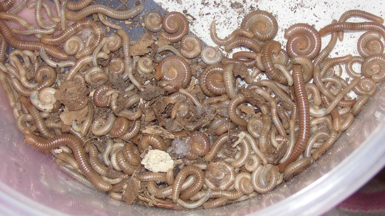 Spirostreptus spec.1 Brut
