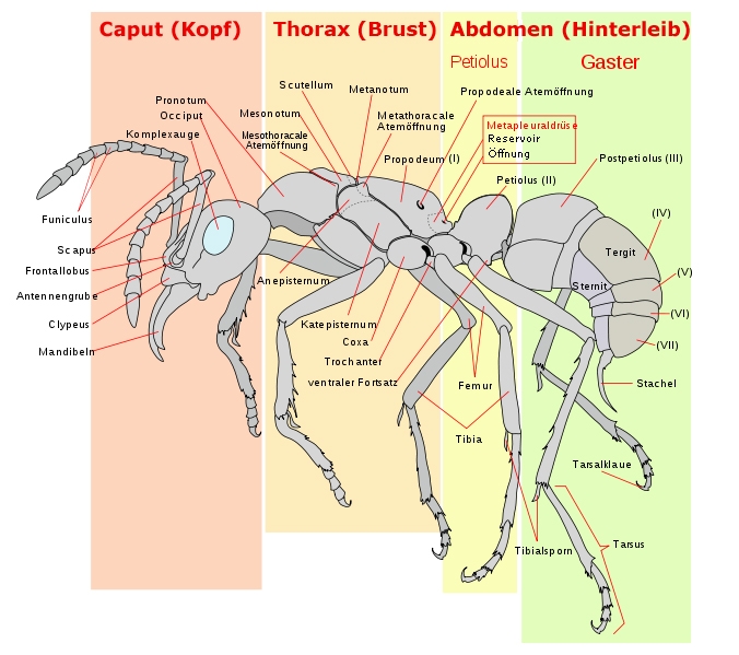 Ameisen Körperbau