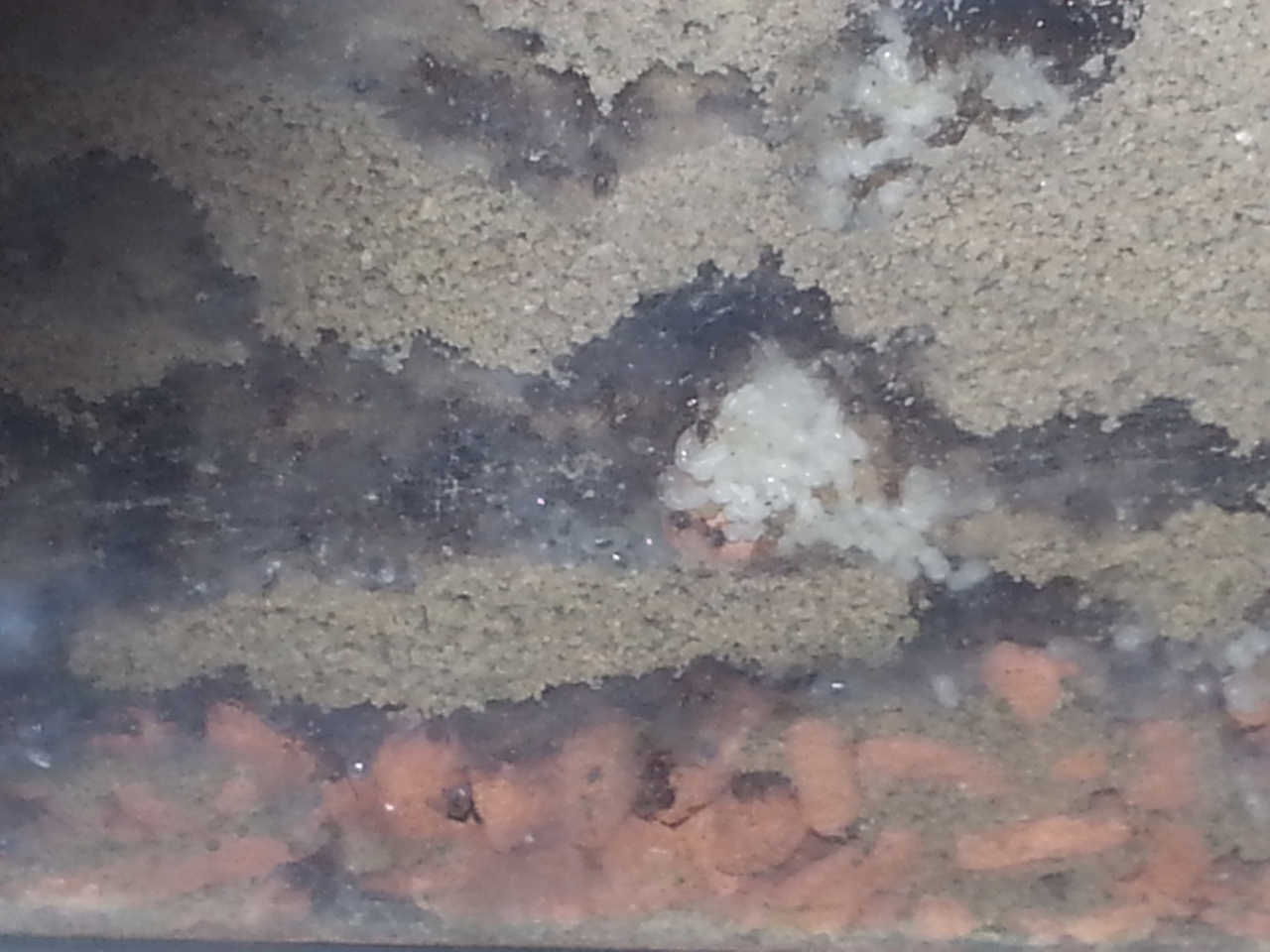 Pheidole pallidula (8)