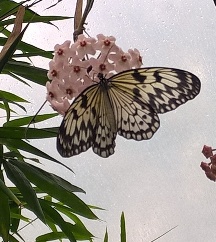 Schmetterling Mal etwas anderes