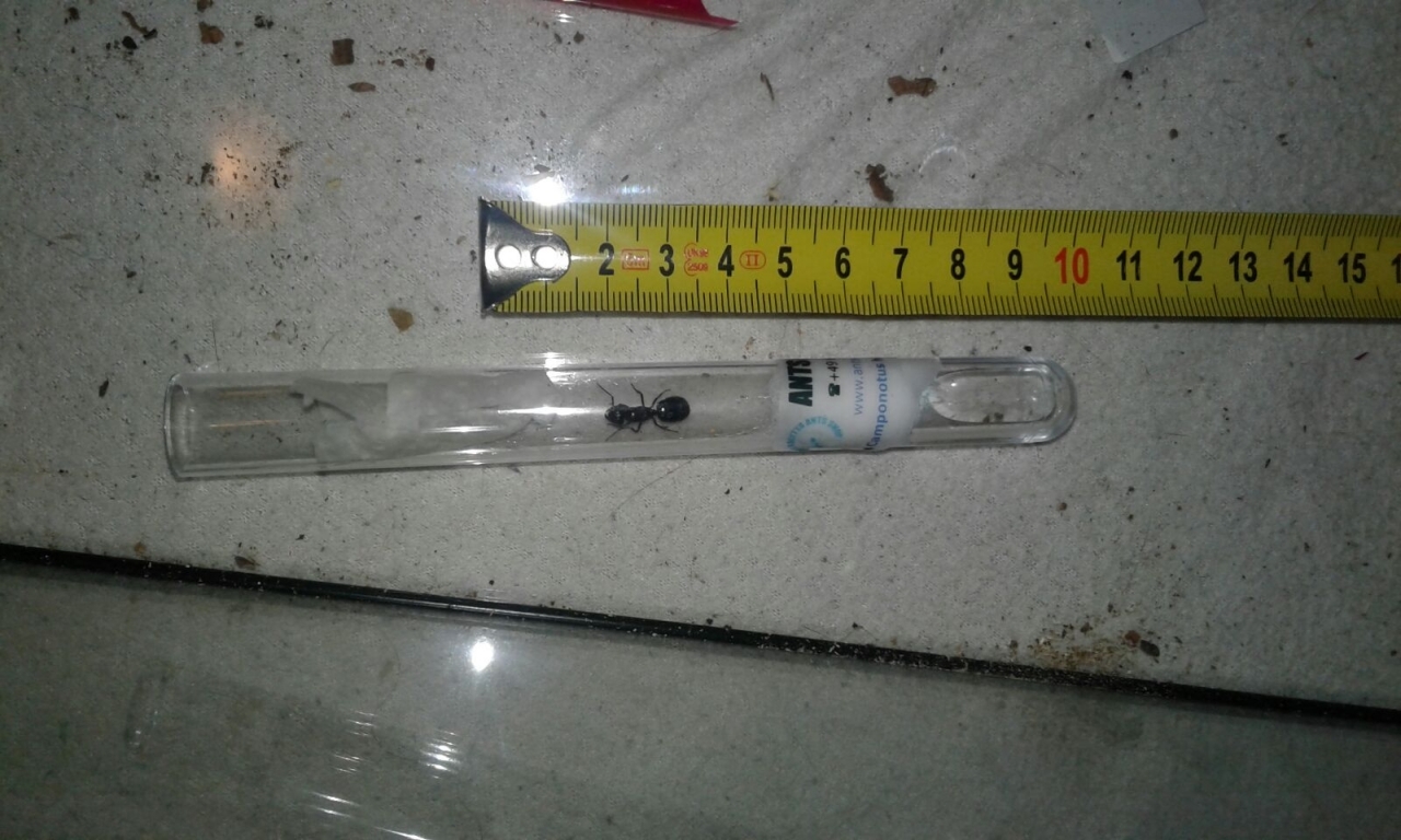 Camponotus herculeanus