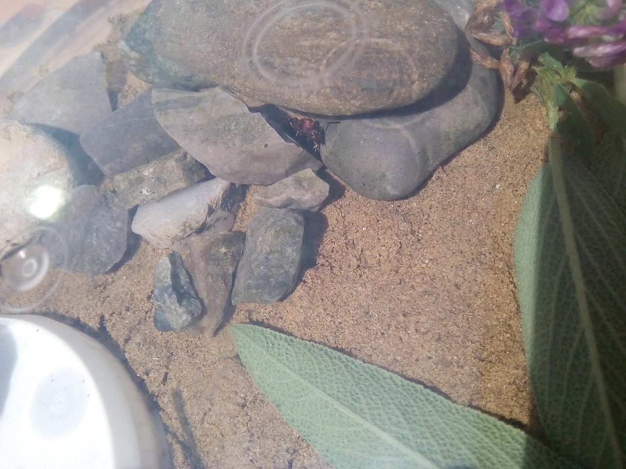 Formica sanguinea - Gyne (Versteck)