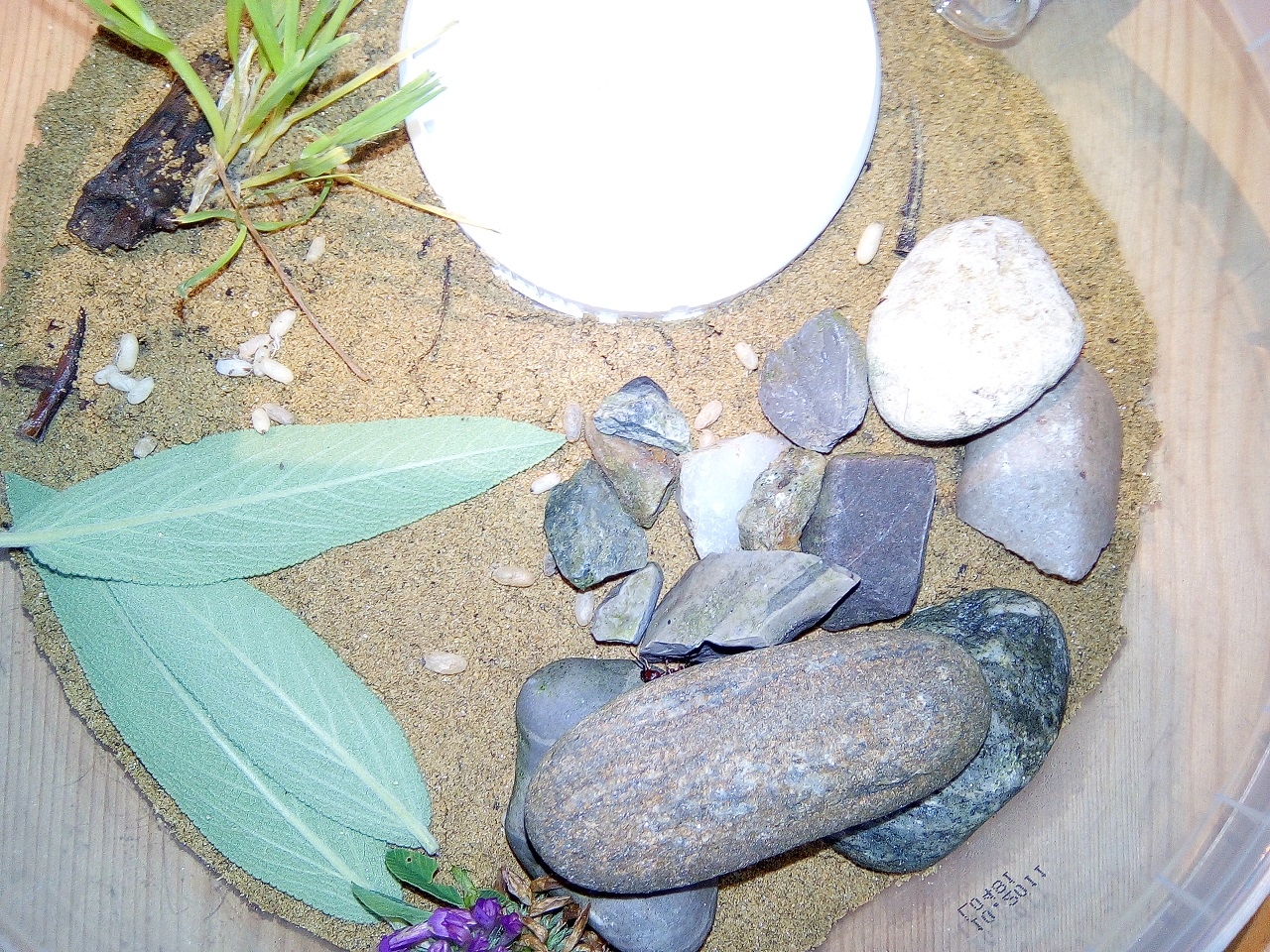 Formica sanguinea - Serviformica-Puppen in der Arena