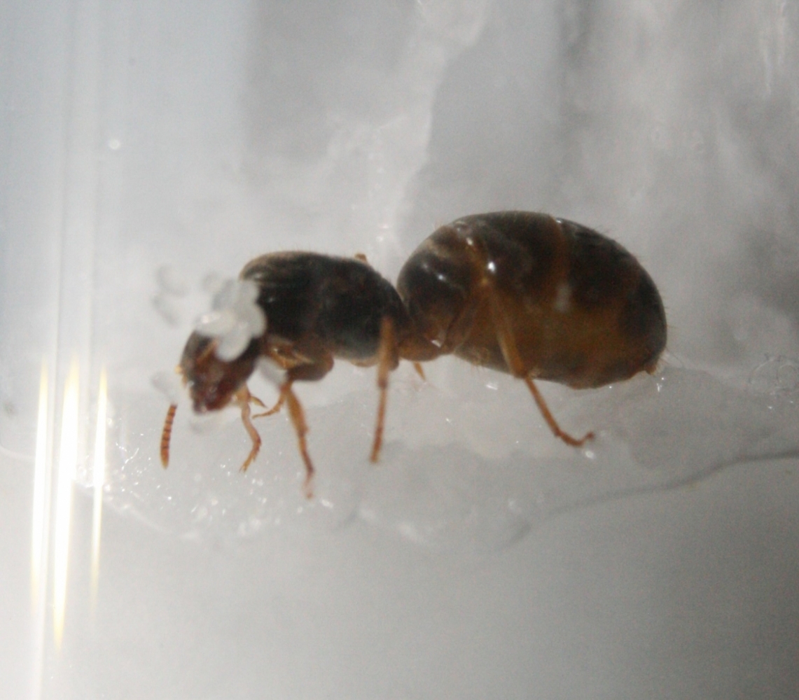 lasius flavus?