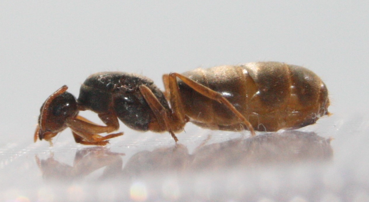lasius flavus?