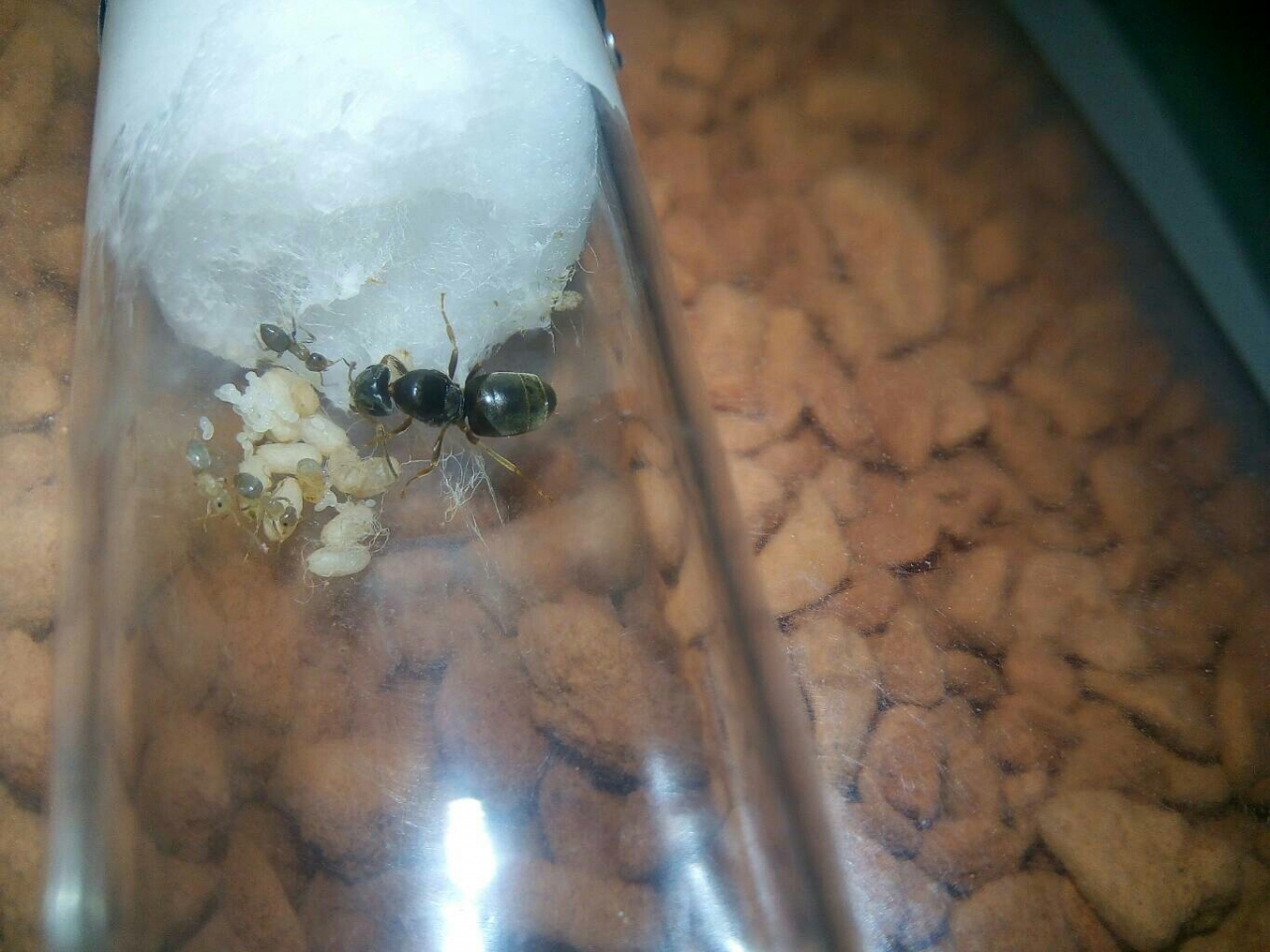 Lasius brunneus - Gyne mit Eiern, Larven, Puppen und 3 Pygmäen.