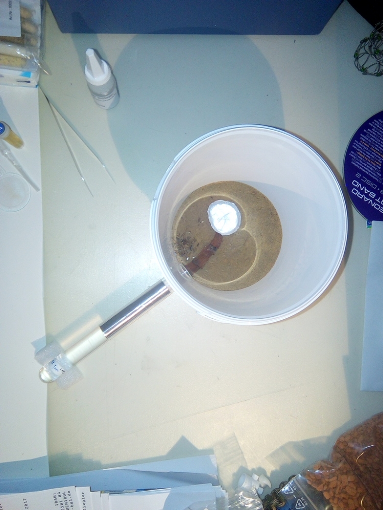 Lasius brunneus - das Setup