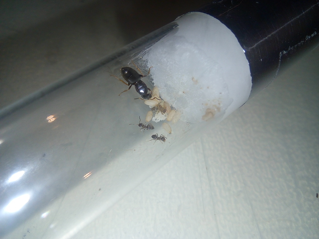 Lasius brunneus - Gyne mit Brut und den 3 Pygmäen