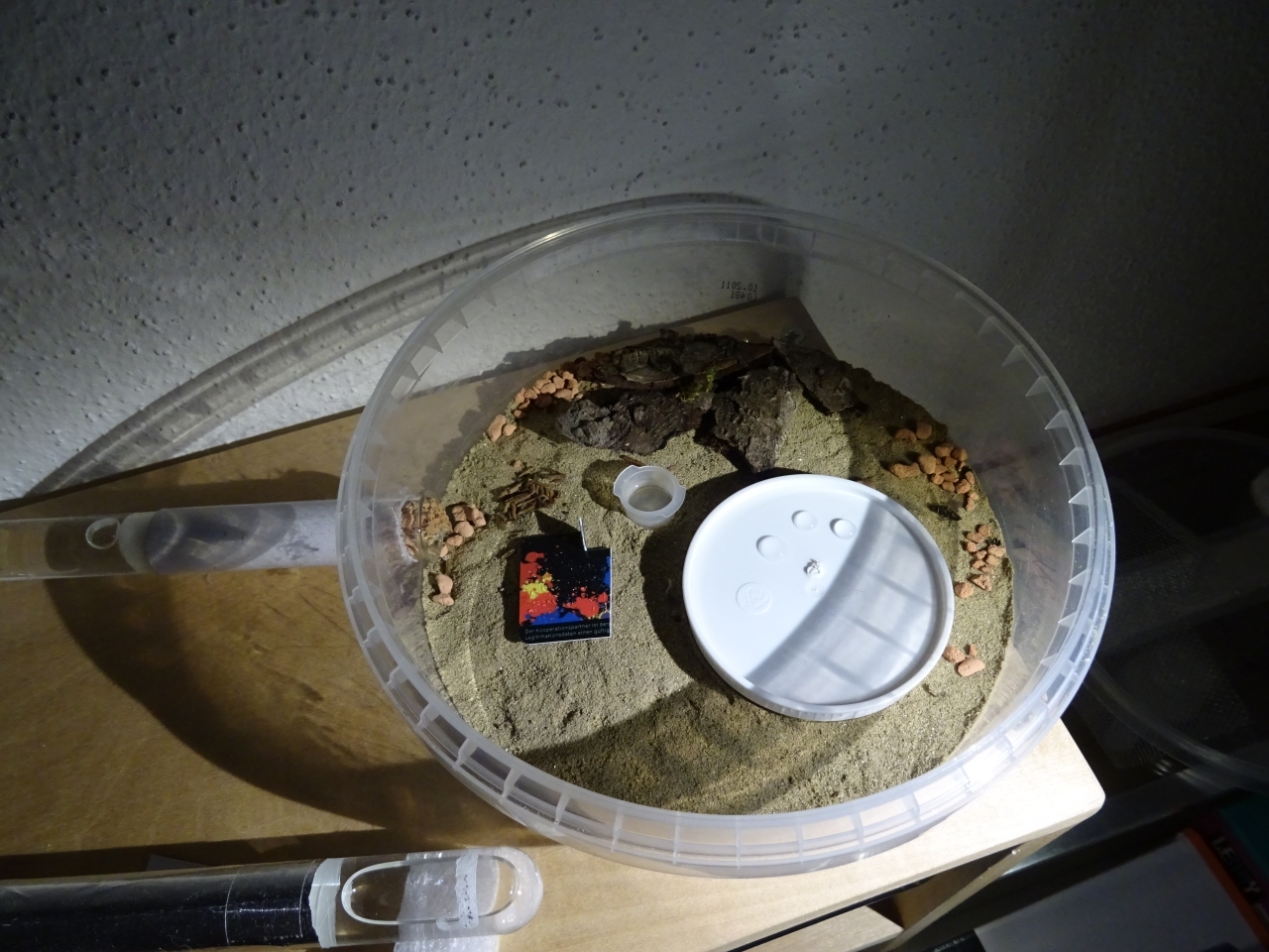 Formica sanguinea - Das Formicarium