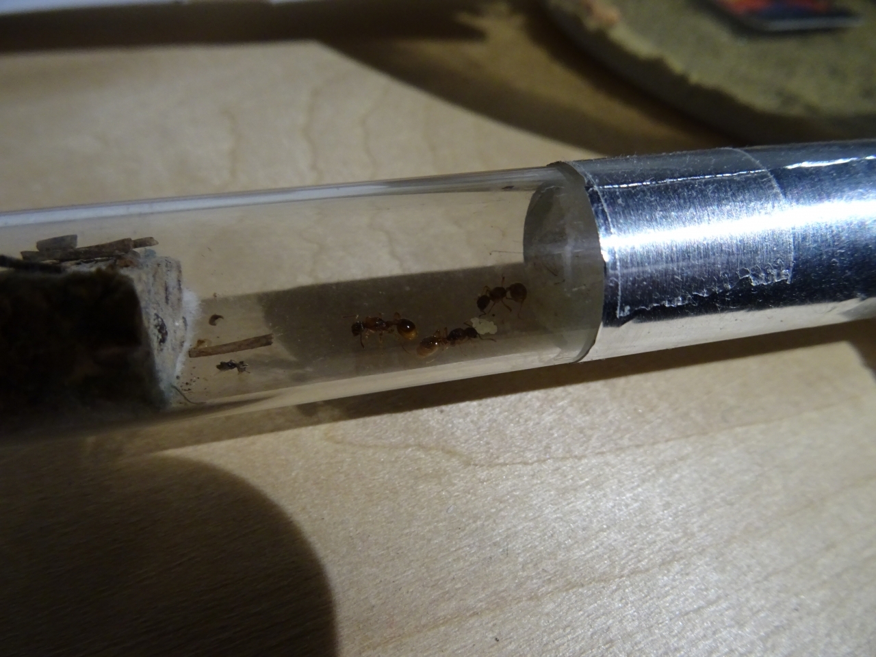 Myrmica cf rubra - Drei Gynen in Pleometrose