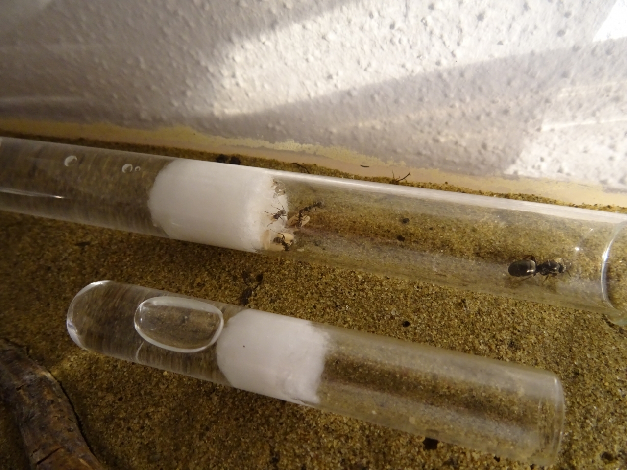 Formica fusca - Gründerkolonie mit (bis jetzt) sechs Pygmäen