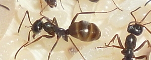 Formica fusca
