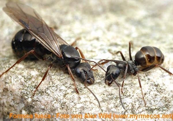 Formica fusca