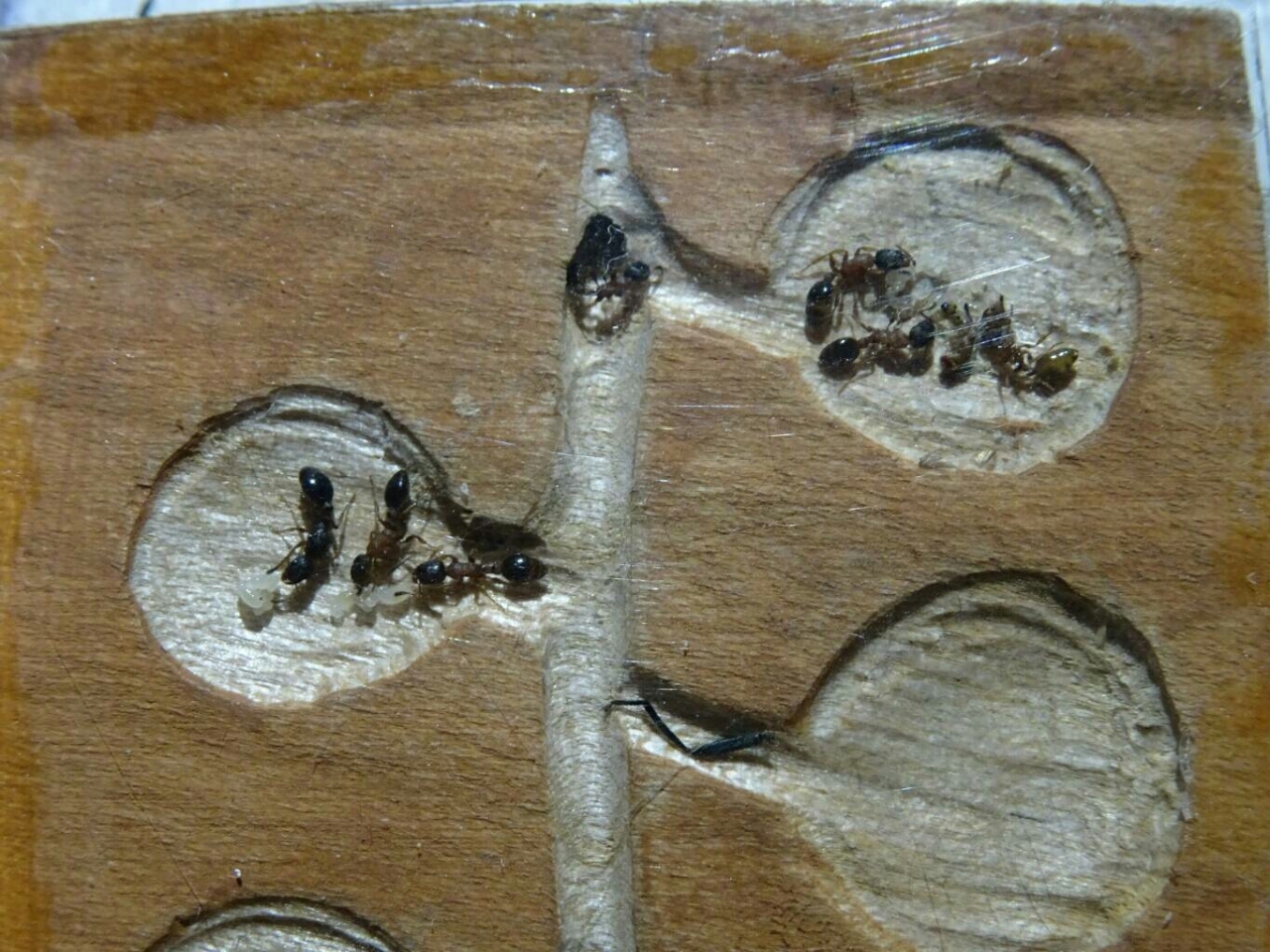Leptothorax acervorum - Die ganze Kolonie auf einen Bild