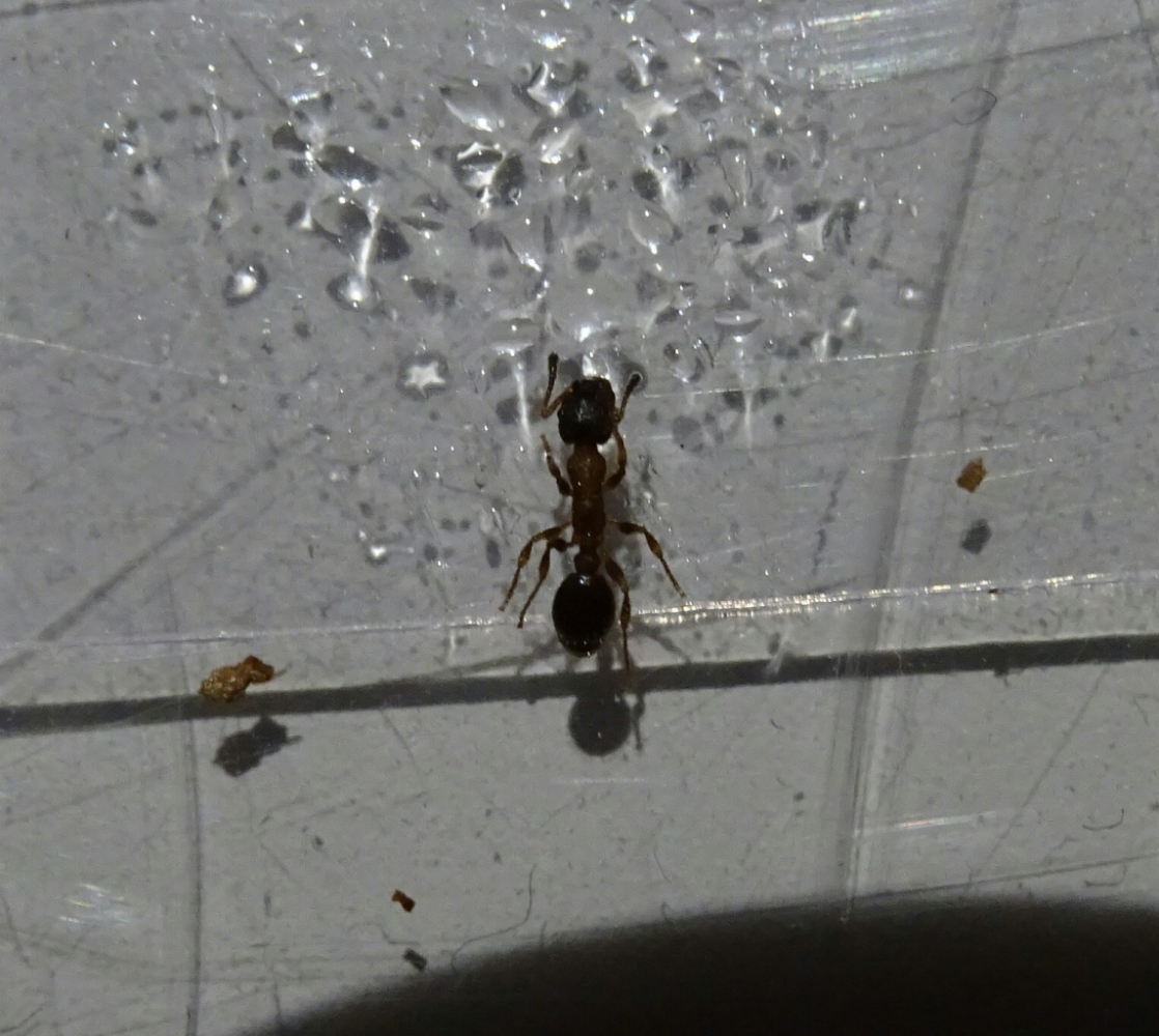 Leptothorax acervorum - Arbeiterin an Honig-Zuckerlösung