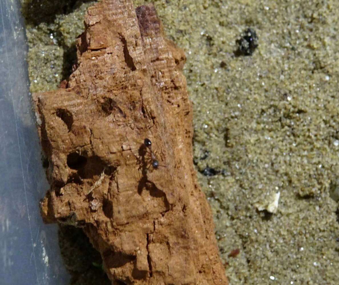Leptothorax acervorum - Fouragieren