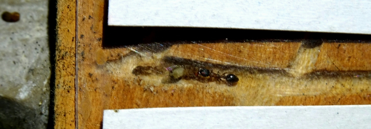 Leptothorax acervorum - Fruchtfliege wird in's Nest gezogen