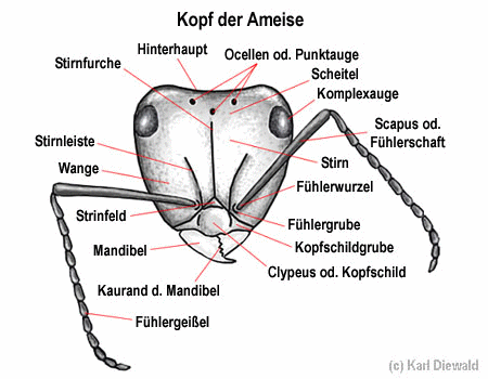 Kopf der Ameise