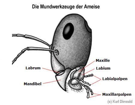 Mundwerkzeuge