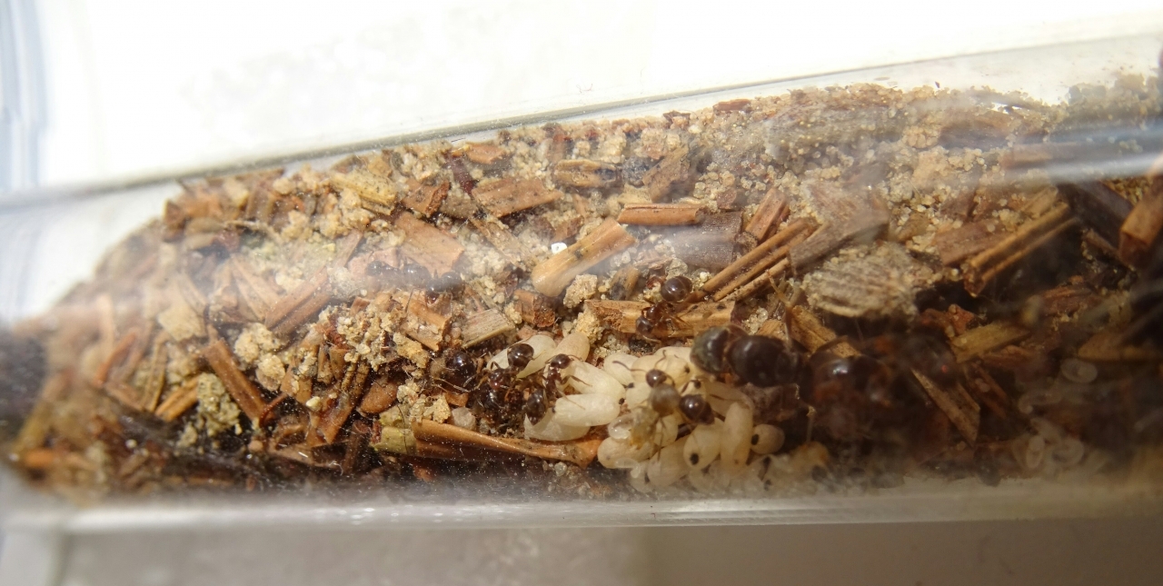 Lasius brunneus - Nest oben 3