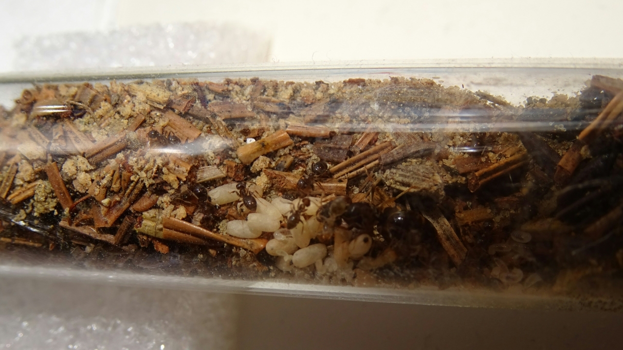 Lasius brunneus - Nest oben 4