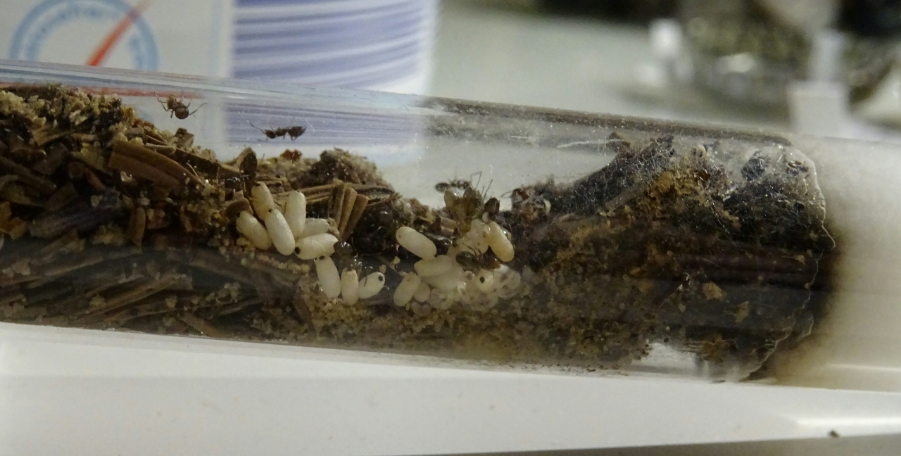 Lasius brunneus - Nest Seite