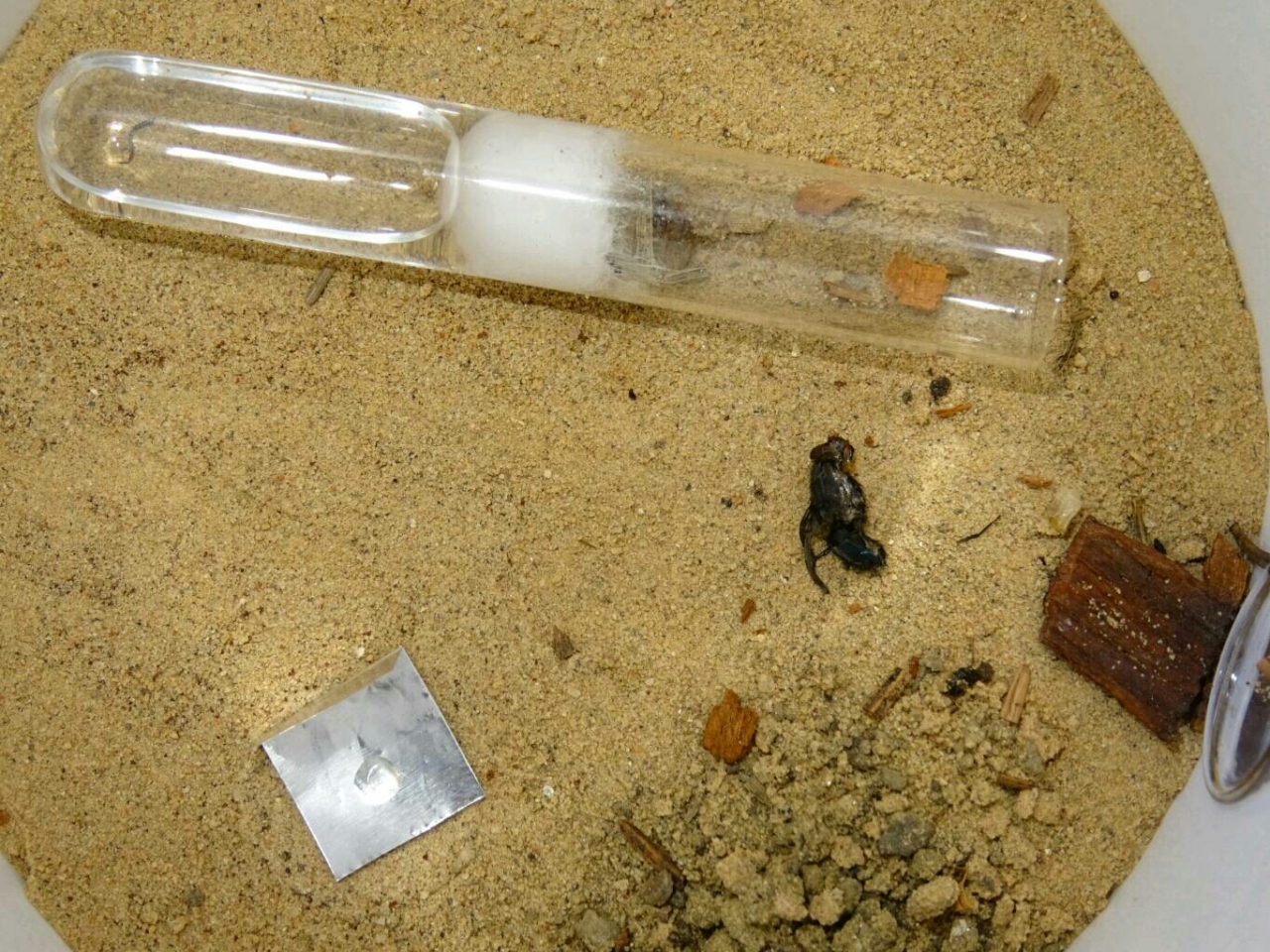Lasius brunneus - Arena