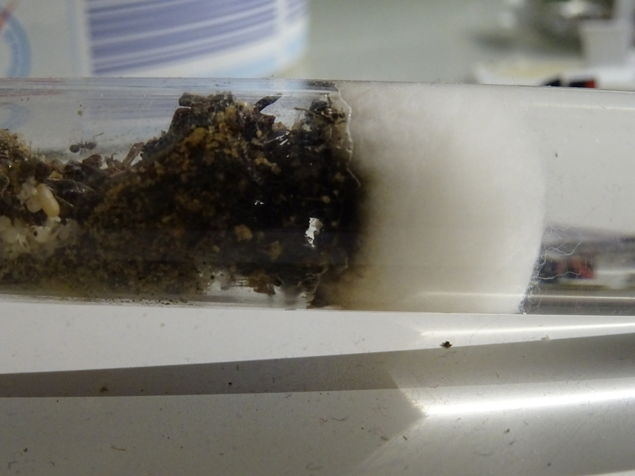 Lasius brunneus - Watte weicht ungeschnitten