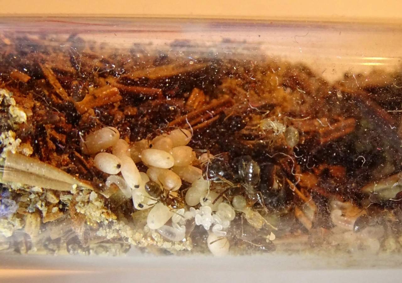 Lasius brunneus - unausgefärbte an der Decke
