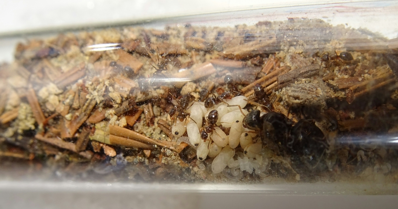 Lasius brunneus - Nest Seite