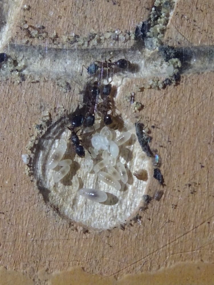 Leptothorax acervorum - Nacktpuppe 1