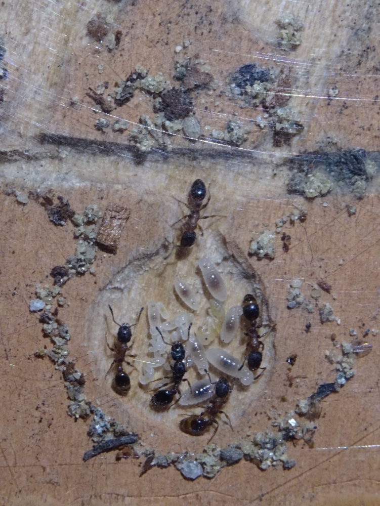 Leptothorax acervorum - Nacktpuppe 2