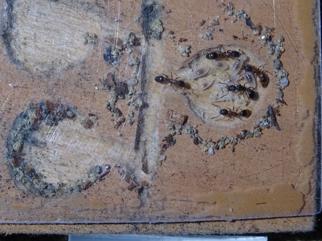 Leptothorax acervorum - Nestgestaltung