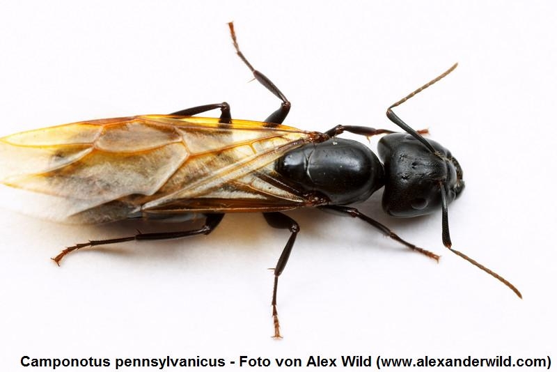koenigincamponotuspe