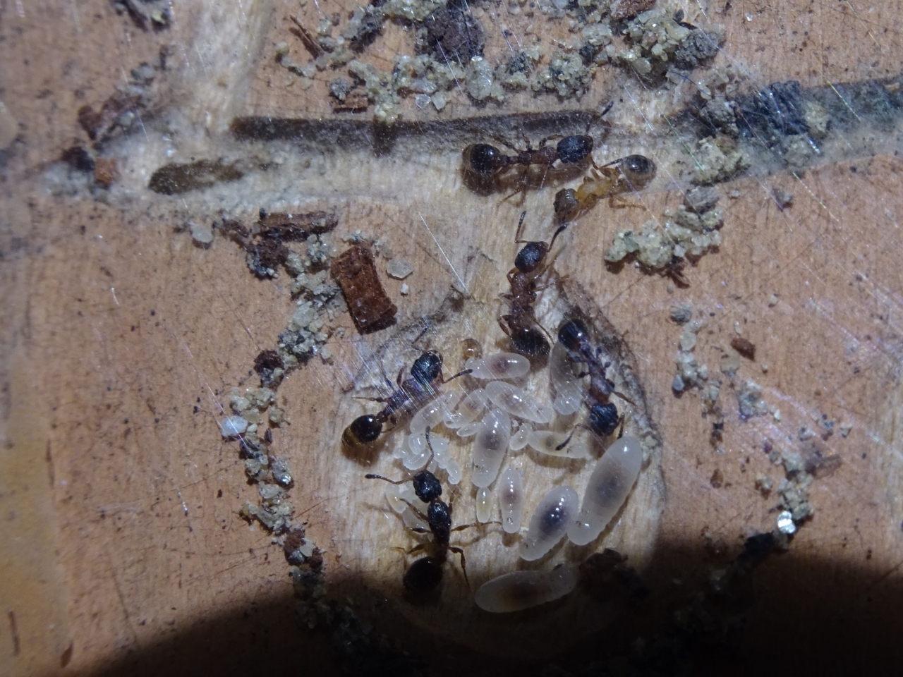 Leptothorax acervorum - frische Arbeiterin