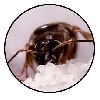 Benutzeravatar