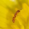 Formicidae_NE2141.jpg