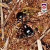 Formicidae_NF0177.jpg