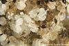 Pheidologeton-006-(450x300)+C.jpg (169.34 KiB) 3622 mal betrachtet Pheidologeton-006-(450x300)+C.jpg