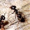 Formicidae_NG3907.jpg