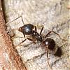 Formicidae_NG3908.jpg
